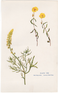 Wild Mignonette, Common Rock Rose